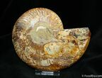 Polished Madagascar Ammonite (Half) #770-1